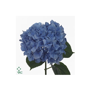 product/img.floraplaza.nl/LHYDPIM8-ART_Fotos-VBN-vbn28118.jpg