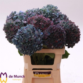 product/img.floraplaza.nl/LHYDPIMC6-LIVE_fotos-0xB4782BD09EE80B15067D1D89214F6FD0904ED524.jpg