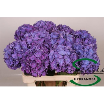 product/img.floraplaza.nl/LHYDRODPA6-LIVE_fotos-0x8D2554412C9FB3EFCDFE9411E699BF142C7F6EDA.jpg
