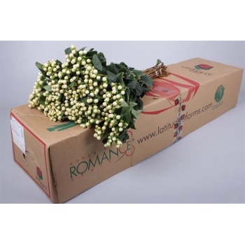 product/img.floraplaza.nl/LHYP5COOR-LIVE_fotos-0xD4CA104B401AA97AE639AAD38B93597F9171890B.jpg
