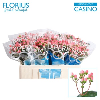 product/img.floraplaza.nl/LHYPCOCAP5-LIVE_fotos-0x89796788EB39DE692A508BCC2A40B73A2A22B33D.jpg
