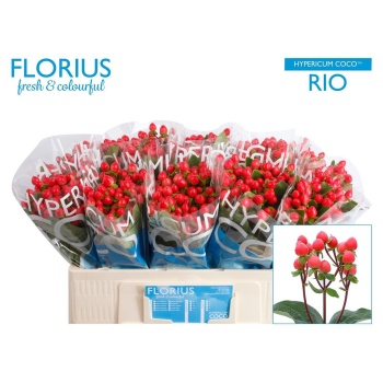 product/img.floraplaza.nl/LHYPCOCR5-LIVE_fotos-0xB794E207FAE64AB16333BE5B7903D5054CDF4CE2.jpg