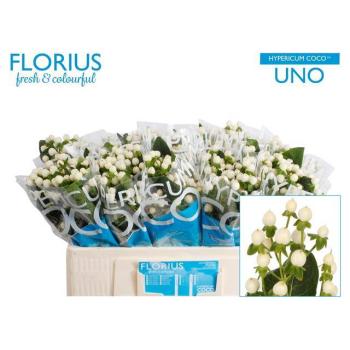 product/img.floraplaza.nl/LHYPCOCU5-LIVE_fotos-0x82BB5E9AF89DEA2020293E8AF47E5EABE103E6E7.jpg