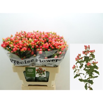 product/img.floraplaza.nl/LHYPROYP6-LIVE_fotos-0xB4757E3DF6BBF6ECBCFDCCE96CA2A4C482CAD306.jpg