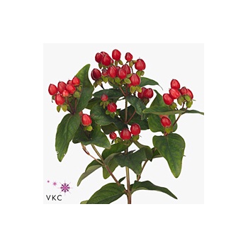 product/img.floraplaza.nl/LHYPTRI6-ART_Fotos-VBN-vbn110454.jpg