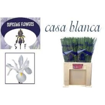 product/img.floraplaza.nl/LIIRCAS-LIVE_fotos-0x359601CF4C35D44FC4620705BA77F4F685B0C10E.jpg