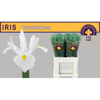 product/img.floraplaza.nl/LIIRCAS-LIVE_fotos-0xBDEFB031F871332519E32D57275CF9A239ABE908.jpg