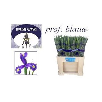 product/img.floraplaza.nl/LIIRPROFB-LIVE_fotos-0x47588DB669F309AA2C444CD190AAA777180759A6.jpg