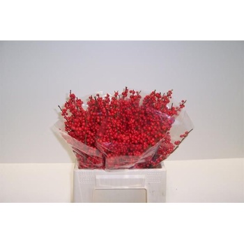 product/img.floraplaza.nl/LILEX4-LIVE_fotos-0xFFB96E0817C3AB08841F294A12F7C3700E751B25.jpg