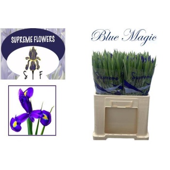 product/img.floraplaza.nl/LIRIBLUM5-LIVE_fotos-0xC2CD41D341581BF449F4508CAEB13ED946AB5024.jpg