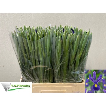 product/img.floraplaza.nl/LIRIBLUM5-LIVE_fotos-0xC45FC79E487720AC02564FE5E96C991AF810BC9E.jpg