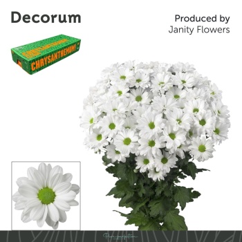 product/img.floraplaza.nl/LKENN-LIVE_fotos-0x0653FBAC6876CE0EB5B99F886AB2AC10532339B8.jpg