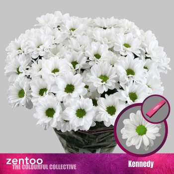 product/img.floraplaza.nl/LKENN-LIVE_fotos-0x73FBDE361F4E53AFC0869CC22E0F42D428F0B1A2.jpg