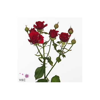 product/img.floraplaza.nl/LKRMIR6-ART_Fotos-VBN-vbn108588.jpg