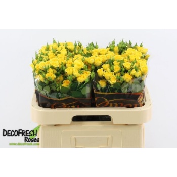 product/img.floraplaza.nl/LKRYB6-LIVE_fotos-0xBB5C03F44B714012EC041D09F4AA65BF180EFBF8.jpg