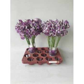 product/img.floraplaza.nl/LLATHBLUW-LIVE_fotos-0xF6A6BBA1961C592A631E8DE8FA559237E6702F12.jpg