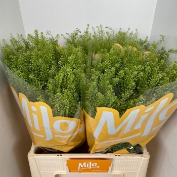 product/img.floraplaza.nl/LLEP6GREB-LIVE_fotos-0x2D00507E17068E0DF3BFF25E72AF52DEF74DAE11.jpg