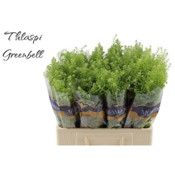 product/img.floraplaza.nl/LLEP6GREB-LIVE_fotos-0x54528FBCA4C1184F9B6A819BBDA2BD5998E5AB02.jpg