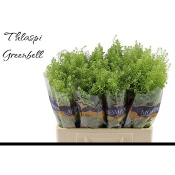 product/img.floraplaza.nl/LLEP6GREB-LIVE_fotos-0xF84A0D28C568AF29B1D93BD8F57E2C7703B27405.jpg