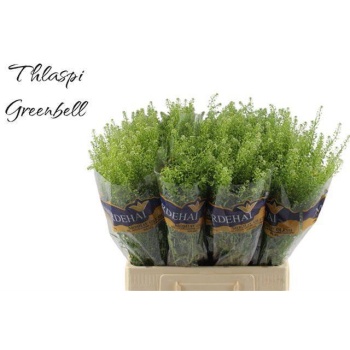 product/img.floraplaza.nl/LLEP6GREB-LIVE_fotos-0xFD32CF109443C7A559FB9FC9866B59198A389900.jpg