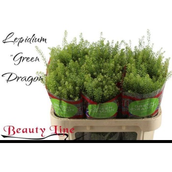 product/img.floraplaza.nl/LLEPGD7-LIVE_fotos-0xF03EFED19D8132D781464628E1874431D082B554.jpg