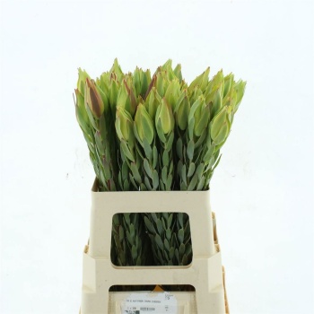 product/img.floraplaza.nl/LLEUPRO5-LIVE_fotos-0x71E560DDF962ECC01CB8063D3CBB0236371B121C.jpg