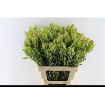 product/img.floraplaza.nl/LLEUPRO6-LIVE_fotos-0xB4ED925280CB967FA87287239F3BEABB283421B4.jpg