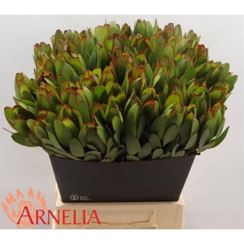 product/img.floraplaza.nl/LLEUSAFG5-LIVE_fotos-0x12DA5BFBA6D538E8FCA15031A10311FE8C430258.jpg