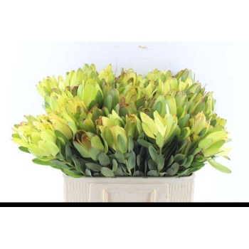 product/img.floraplaza.nl/LLEUSAFG5-LIVE_fotos-0x4C988B9BD317F1622A5875459750A86A5F418038.jpg