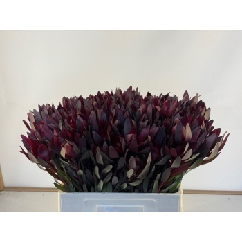 product/img.floraplaza.nl/LLEUSAFS6-LIVE_fotos-0xF3B43ADF7C079A57B4907C71679CDA5F2C4514E0.jpg