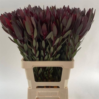 product/img.floraplaza.nl/LLEUSAFS7-LIVE_fotos-0xC3F368E84CED0D6B68B0F4CB9684C7333E6402C2.jpg