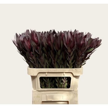 product/img.floraplaza.nl/LLEUSAFS8-LIVE_fotos-0x0A01D1F0F6C9A84414D158DDD940F999B1F2063C.jpg