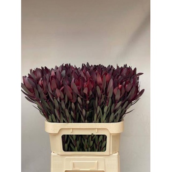 product/img.floraplaza.nl/LLEUSAFS8-LIVE_fotos-0x49BD610BCE361B12E9E042C7C8DF509E840899E5.jpg