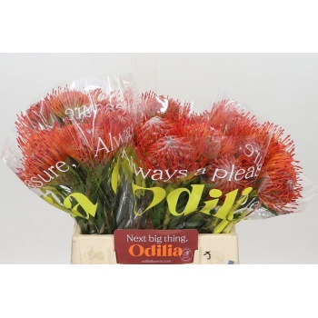 product/img.floraplaza.nl/LLEUTAN4-LIVE_fotos-0xB737B996C220ADFF324F8FE3C2BC55A76AE89B67.jpg