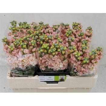 product/img.floraplaza.nl/LLEVAIDAPR-LIVE_fotos-0x3C8813391D2A9116ED14CF91A05B94A37A69E936.jpg