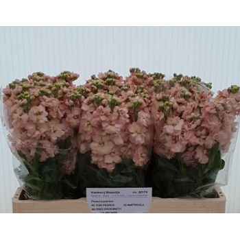 product/img.floraplaza.nl/LLEVAIDAPR-LIVE_fotos-0xC1D9A208CC9F172674DA5BF9F5B13EFFF3030EF4.jpg