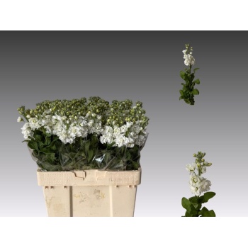 product/img.floraplaza.nl/LLEVAIDW-LIVE_fotos-0x1346585BE2DEF04CF4096DF7B6A16BC5CCC8843C.jpg