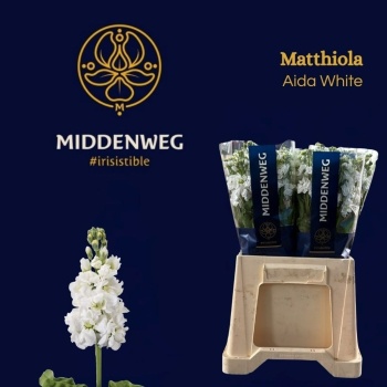 product/img.floraplaza.nl/LLEVAIDW-LIVE_fotos-0x87ABE603F9060C6DE9DF97A7E1F7F7FB1078CEC7.jpg