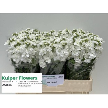 product/img.floraplaza.nl/LLEVAIDW-LIVE_fotos-0x8CCC0AF59DAF475FAECACB875C8851898813BF7A.jpg