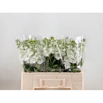 product/img.floraplaza.nl/LLEVAIDW-LIVE_fotos-0xC887413A627160CBAD3F5A580B77F601D7BCAA52.jpg