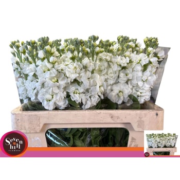 product/img.floraplaza.nl/LLEVAIDW-LIVE_fotos-0xED27A7BE18055493E88B9AEAFB15CA51D4B4E7BC.jpg