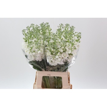 product/img.floraplaza.nl/LLEVANYW-LIVE_fotos-0xBF0D9259AE4AD1EC643C9135E250B2D05F58B574.jpg