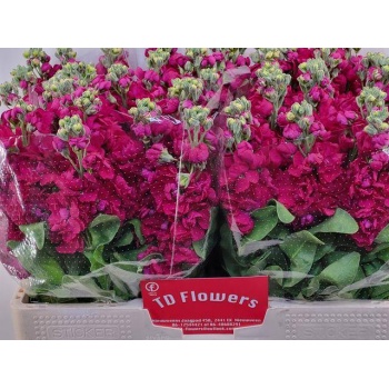 product/img.floraplaza.nl/LLEVCENRED-LIVE_fotos-0xAE0DA2433C55282B258DEA557F0DAD07665C2AA1.jpg