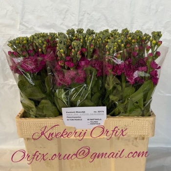 product/img.floraplaza.nl/LLEVDEB-LIVE_fotos-0xF398CCB5870EACB3C024069CEBF434622422EEB4.jpg