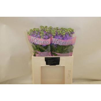 product/img.floraplaza.nl/LLEVFIGL-LIVE_fotos-0xF7A3CB6A787C35276C98C5BEDEBCCBC26660B06D.jpg