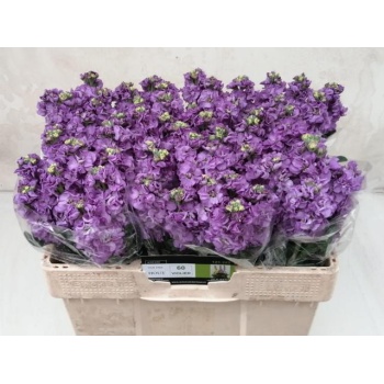 product/img.floraplaza.nl/LLEVIROB-LIVE_fotos-0xF8BBCA49CBC0EEF81DB94BFF99D042829EC67092.jpg