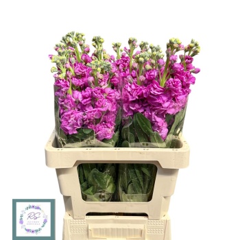 product/img.floraplaza.nl/LLEVIROP-LIVE_fotos-0x00508CDE30CEEDEF3FC8F7505D2251E6F78D35BC.jpg