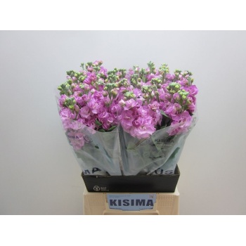 product/img.floraplaza.nl/LLEVIROP-LIVE_fotos-0xE84DFFF8D5E0FE6022FF3D83D92FC24D70B6733E.jpg