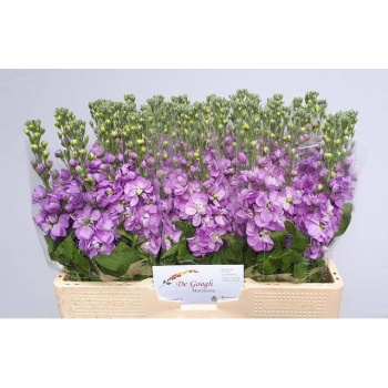 product/img.floraplaza.nl/LLEVMATLAV-LIVE_fotos-0x9DE363BBB4CBD987A1ADE215F7D60CDFDFA2FF43.jpg