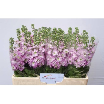 product/img.floraplaza.nl/LLEVMATP-LIVE_fotos-0xDFB9EA1C1F019779DB40148E1E341E7D2D54176E.jpg